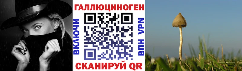 Псилоцибиновые грибы Psilocybine cubensis  Смоленск 